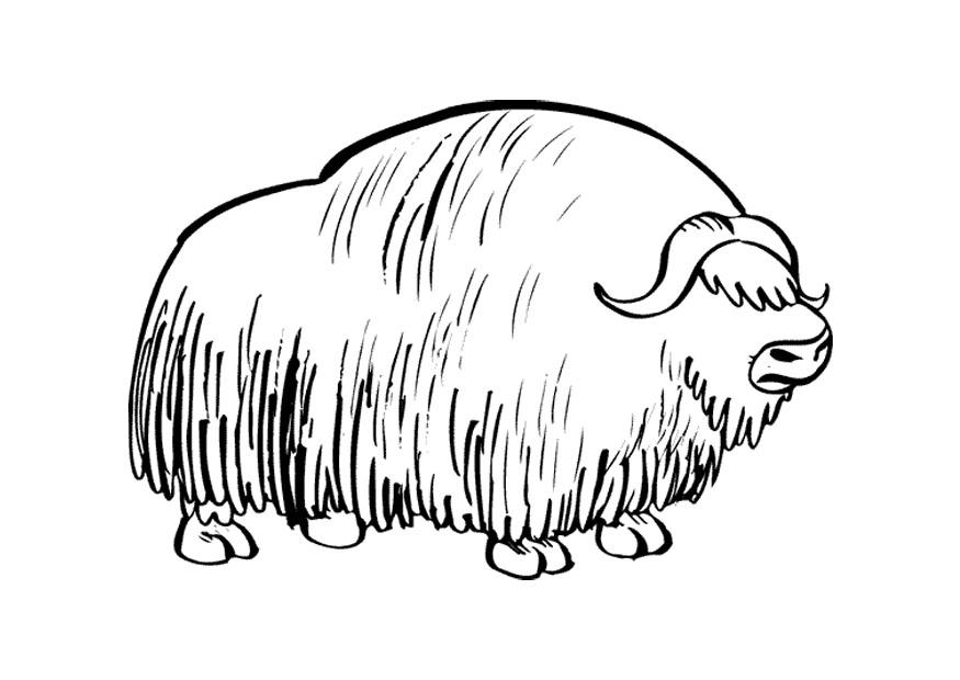 875x620 Coloring Page Musk Ox