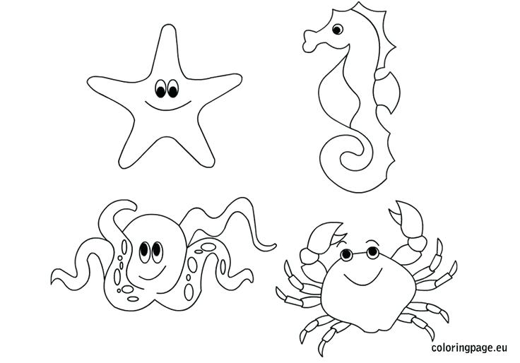 736x514 Ocean Animals Coloring Pages Shell Coloring Pages Lovely Clam