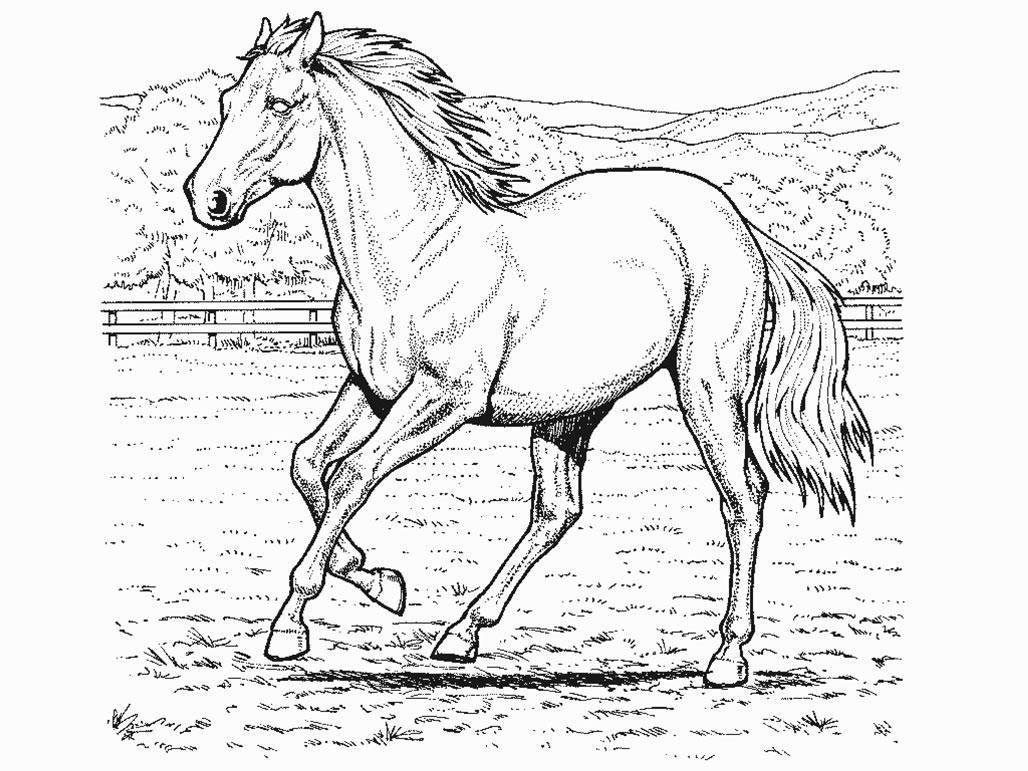 1028x771 Terrific Mustang Horse Coloring Pages Colouring To Fancy Beautiful