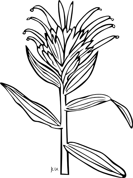 450x599 Giant Red Indian Paintbrush Coloring Page Clip Art