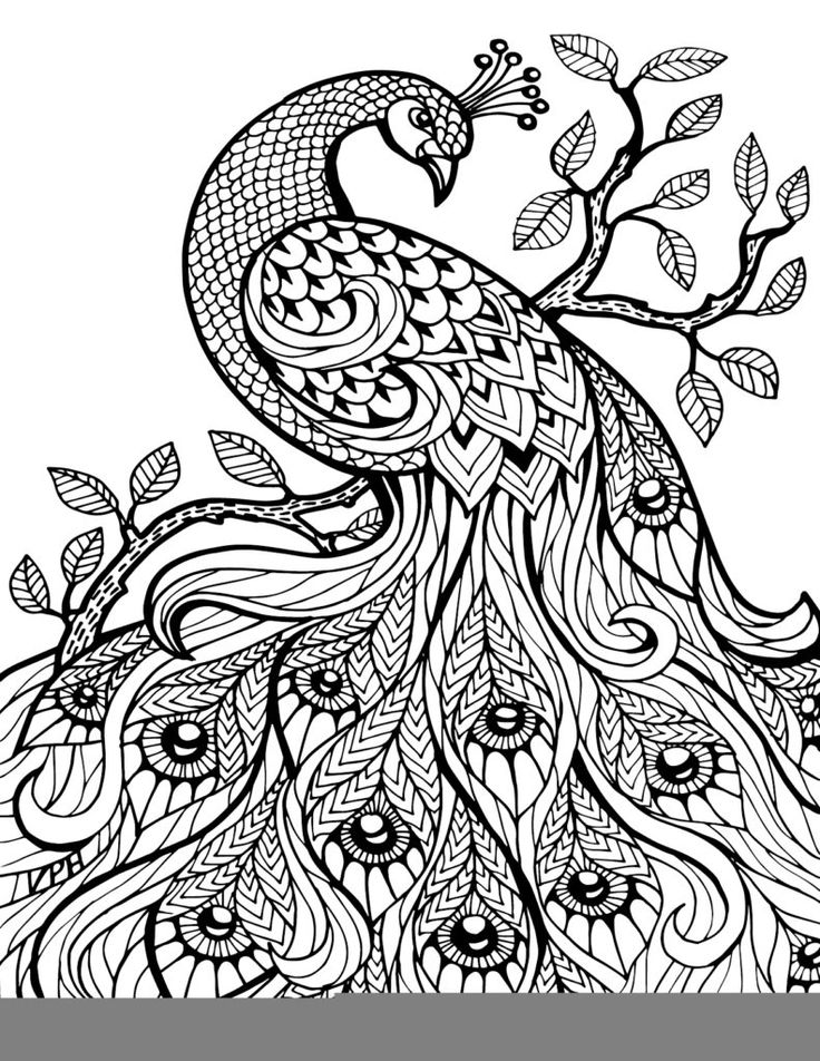 Paisley Peacock Coloring Pages