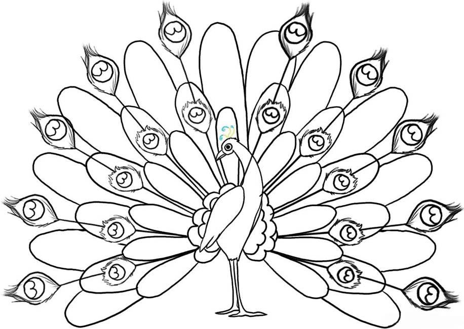 916x650 15 Beautiful Peacock Coloring Pages Kids Information And Ideas