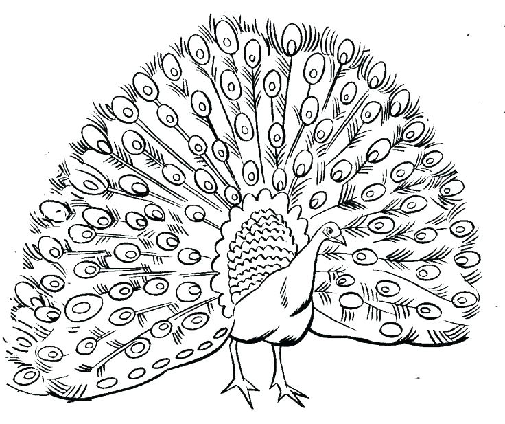 736x617 Peacock Coloring Pages Great Peacock Coloring Pages For Kids Print