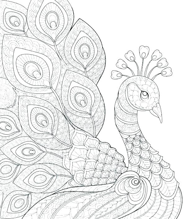 618x706 Coloring Pages Peacock Shippa.co