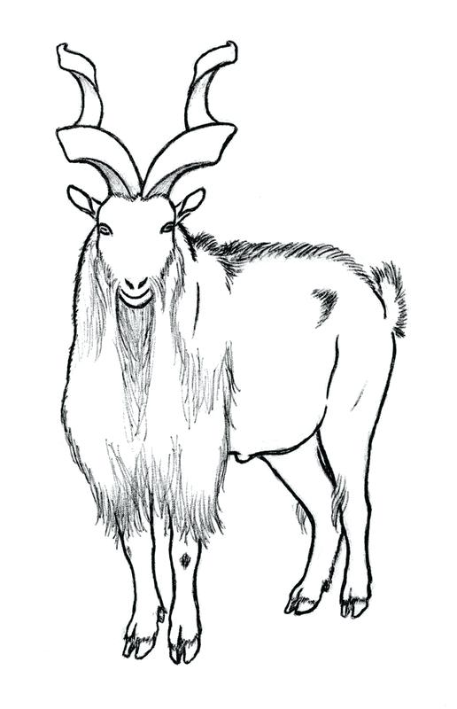 516x800 Pakistan Coloring Page Pakistan Flag Coloring Pages Volet