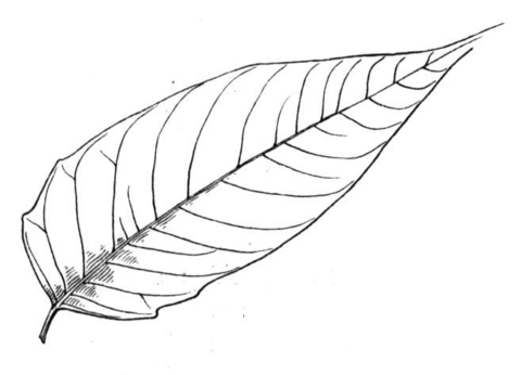 480x346 Palm Leaves Coloring Pages