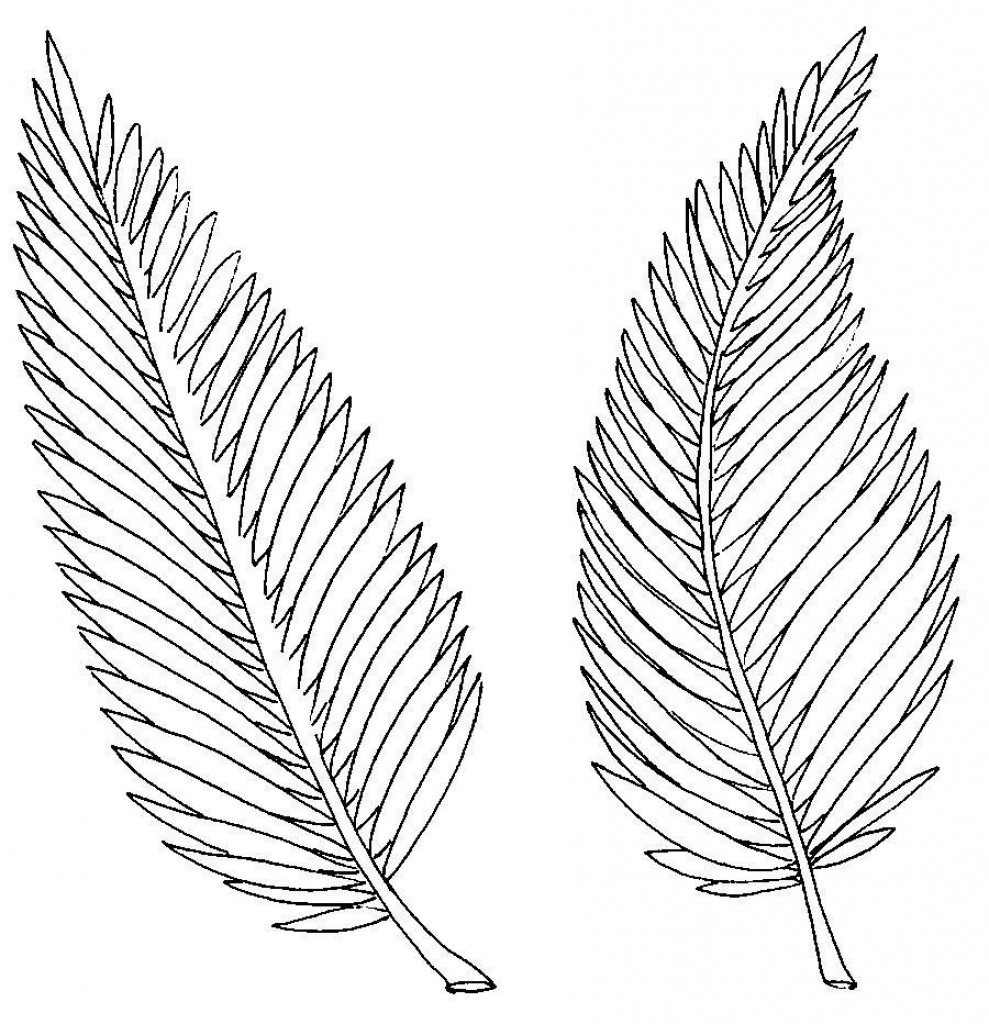 989x1024 Palm Tree Branch Coloring Page 18 Leaf Pages