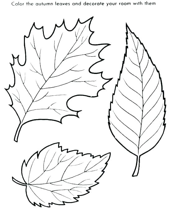 550x672 Palm Leaf Coloring Page Leaves Ng Pages Fall Leaves Pages Big Fall