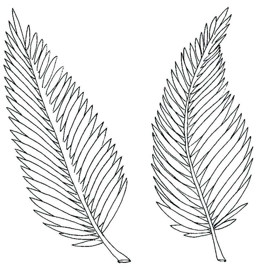 863x894 Palm Leaf Coloring Page Palm Tree Coloring Pages Packed With Palm