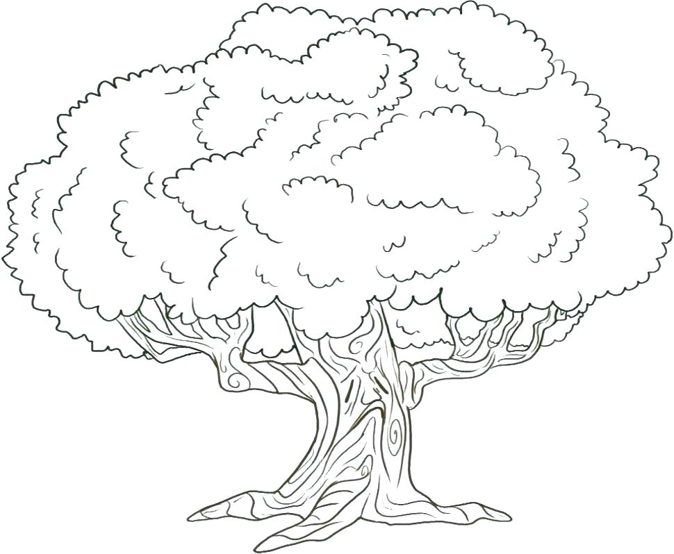 970x798 Palm Leaves Coloring Pages Click The Palm Coloring Pages Palm Tree