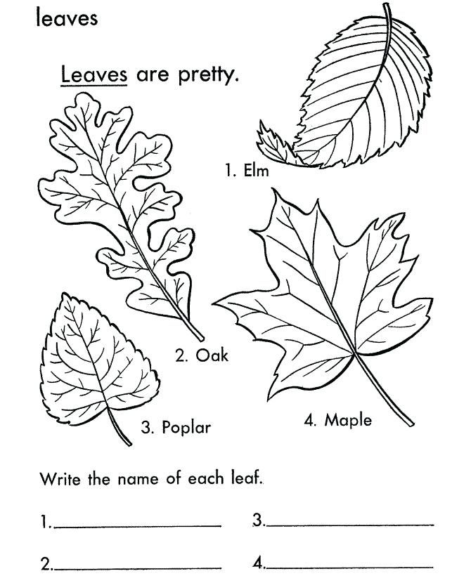 670x820 Best Seasons Coloring Pages Images On Coloring Palm Tree Leaf