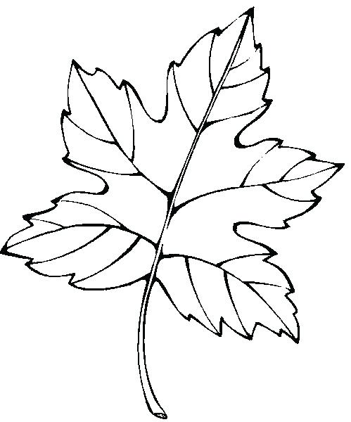 499x600 Palm Leaves Coloring Pages Palm Leaf Coloring Sheets