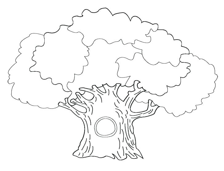 728x557 Coloring Page Tree Palm Tree Coloring Pages Palm Leaf Coloring