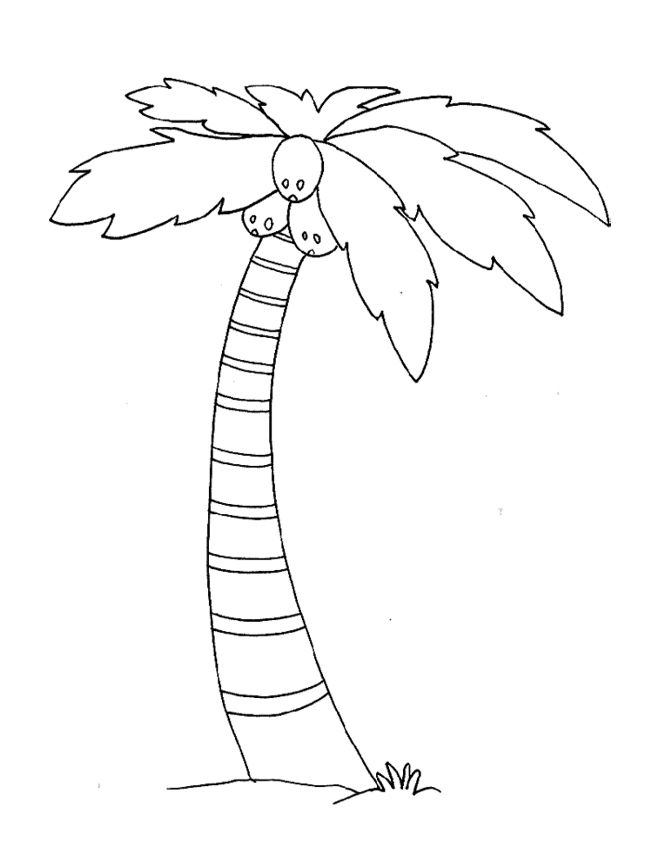650x866 Palm Tree Coloring Page Bible Class Christmas