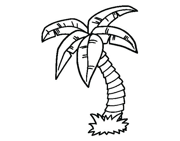 600x470 Date Palm Tree Coloring Pages Kids Coloring Palm Tree Coloring