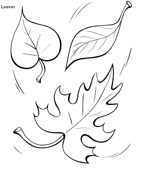 Palm Tree Leaves Coloring Pages