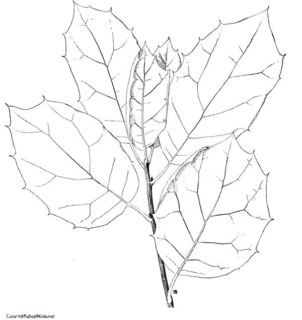 600x635 Tree Without Leaves Coloring Page Trees Without Leaves Coloring