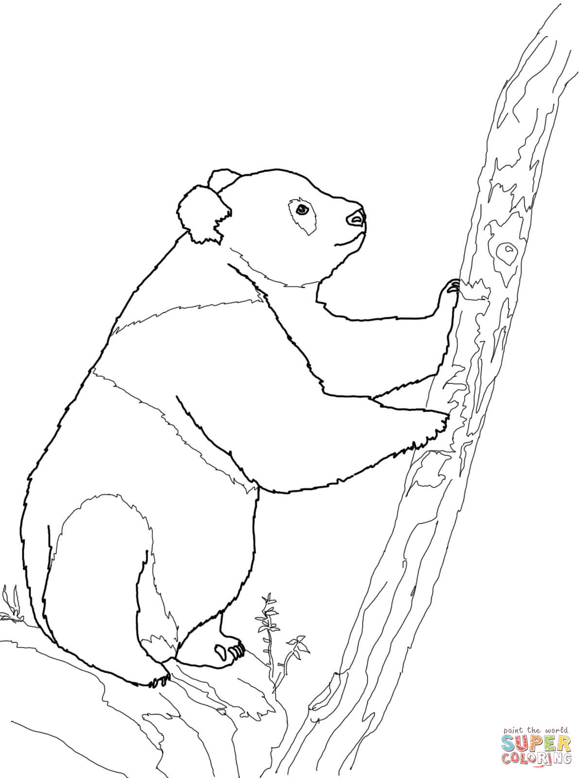 Panda Bear Coloring Pages