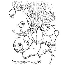 230x230 Panda Bear Coloring Pages Top 25 Free Printable Cute Panda Bear