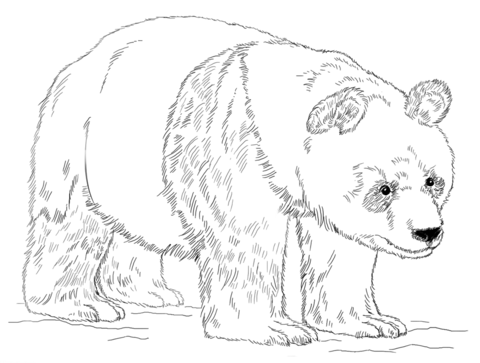480x363 Wanted Panda Bear Coloring Pages Giant Page Free Printable