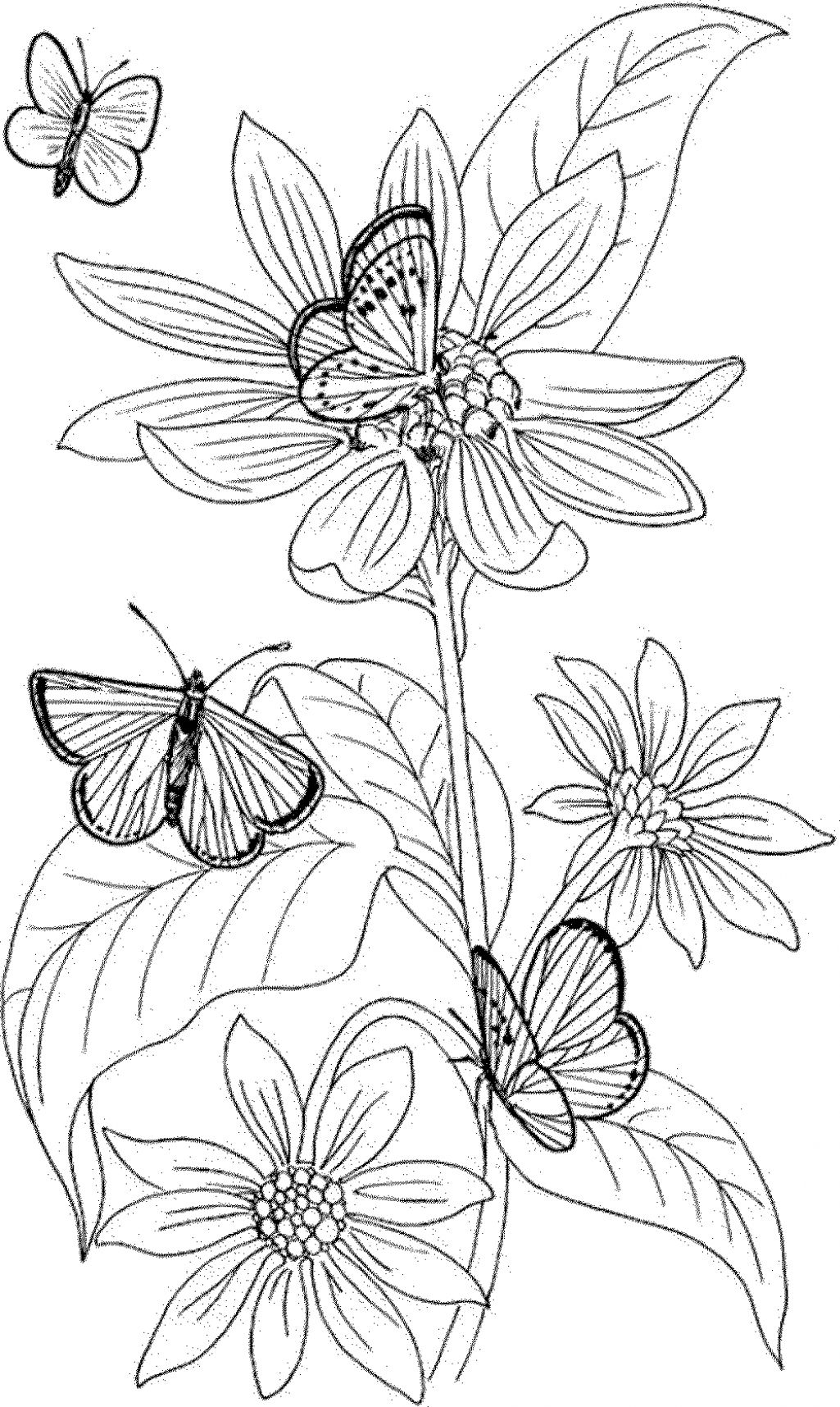 Pansy Coloring Page