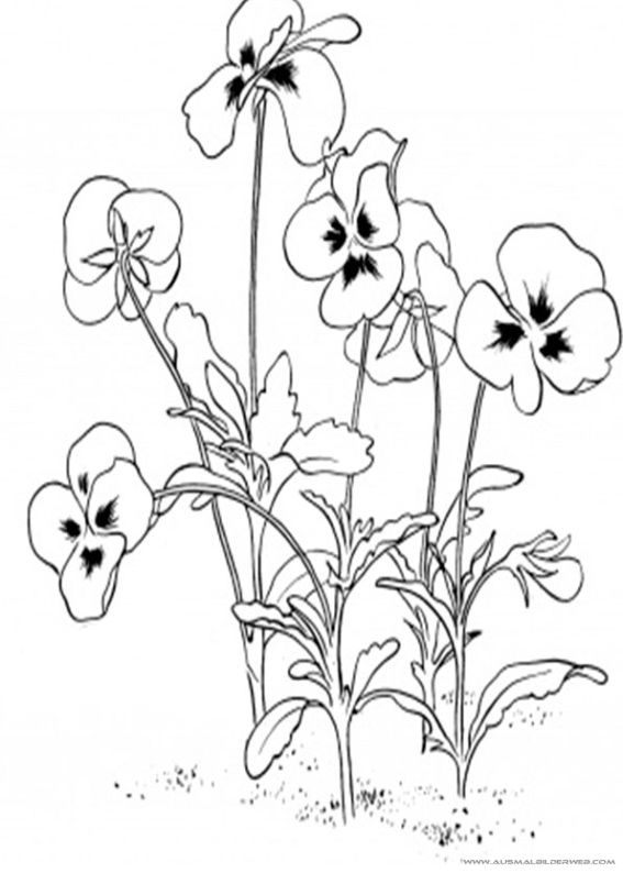 567x794 Ausmalbilder Blumen 6.jpg Ausmalbilder Blumen