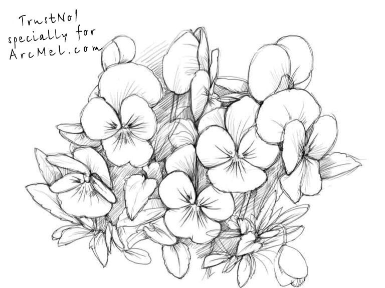 768x576 How To Draw Pansies Step 4 Ink Pansies, Drawings