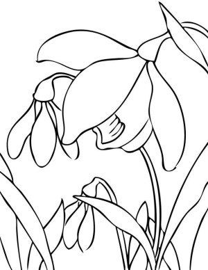 300x388 Nature Coloring Pages Flower Coloring Pages For Kids Printable