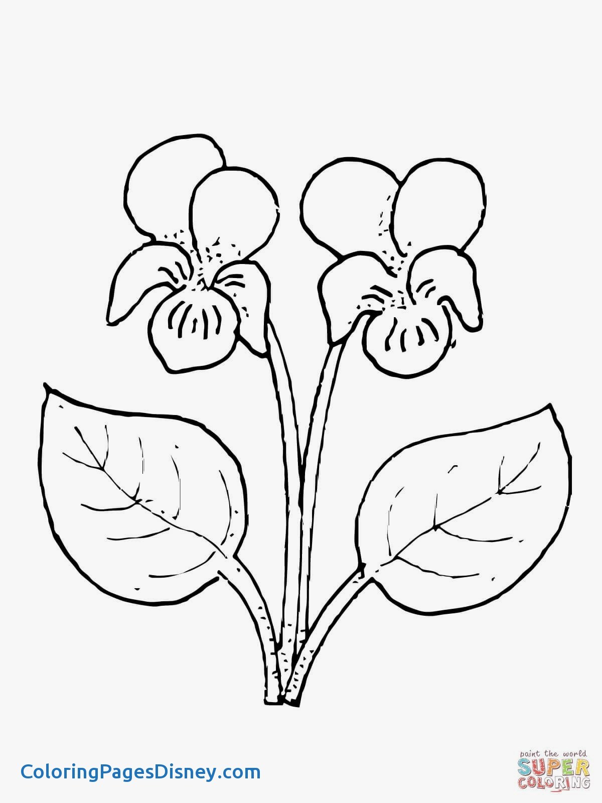 1200x1600 Pansy Coloring Pages New Hey Mom Here S A Relaxing Coloring Page
