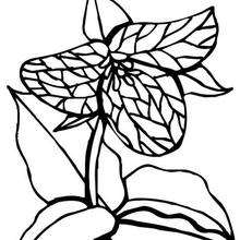 220x220 Pansy Coloring Pages