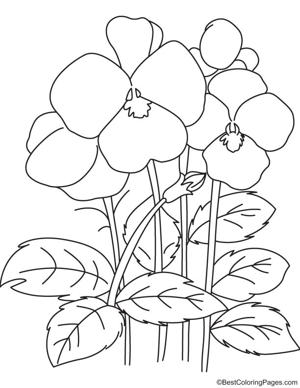 612x792 Pansy Flowers Coloring Page Download Free Pansy Flowers Coloring