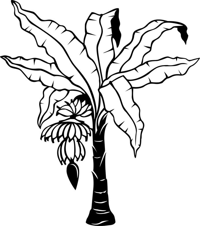 694x784 Papaya Tree Clipart Black And White