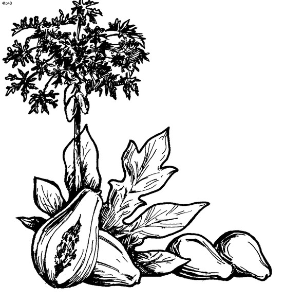 553x587 Papaya Sri Lanka And A Little India Doodles