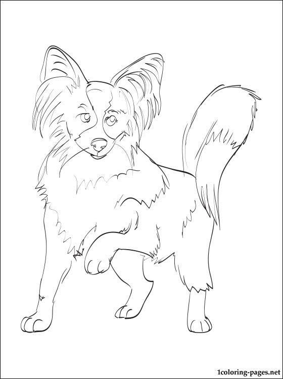560x750 Papillon Coloring Page Coloring Pages