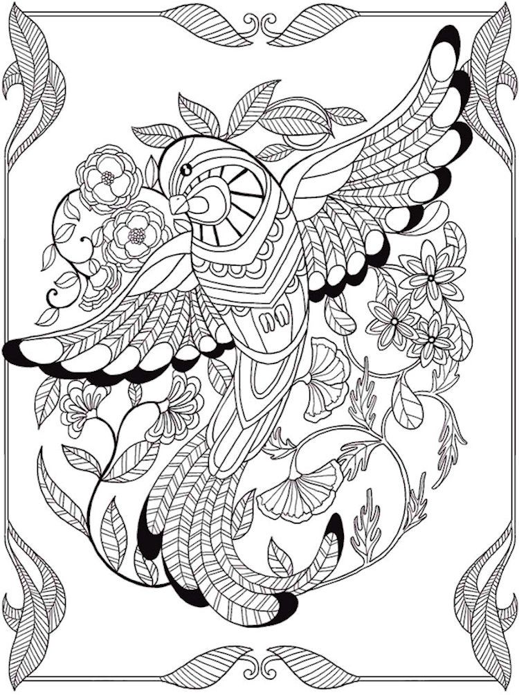 750x1004 Dover Birds Of Paradise Coloring Page 3 Adult Coloring Pages