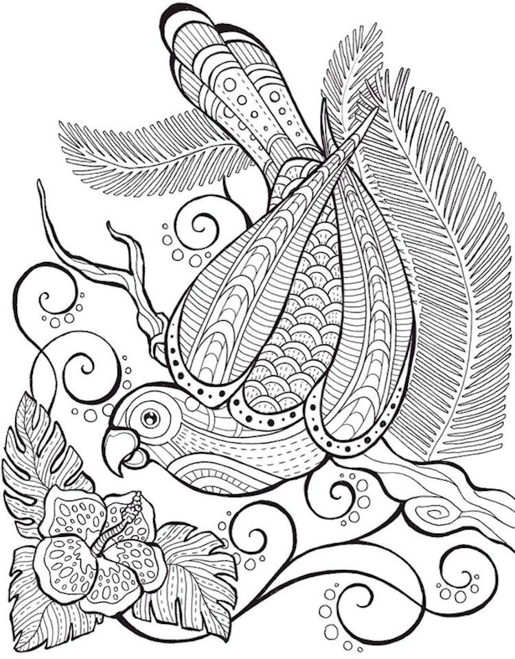 750x961 Dover Birds Of Paradise Coloring Page 4 Coloring Pages