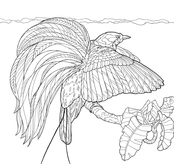 566x533 Bird Of Paradise Coloring Page