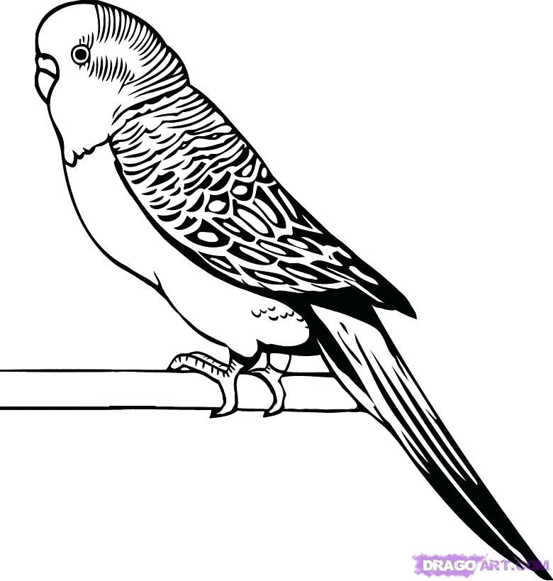 780x819 Coloring Pages Parrot Love Parakeet Coloring Pages Drawn Pencil
