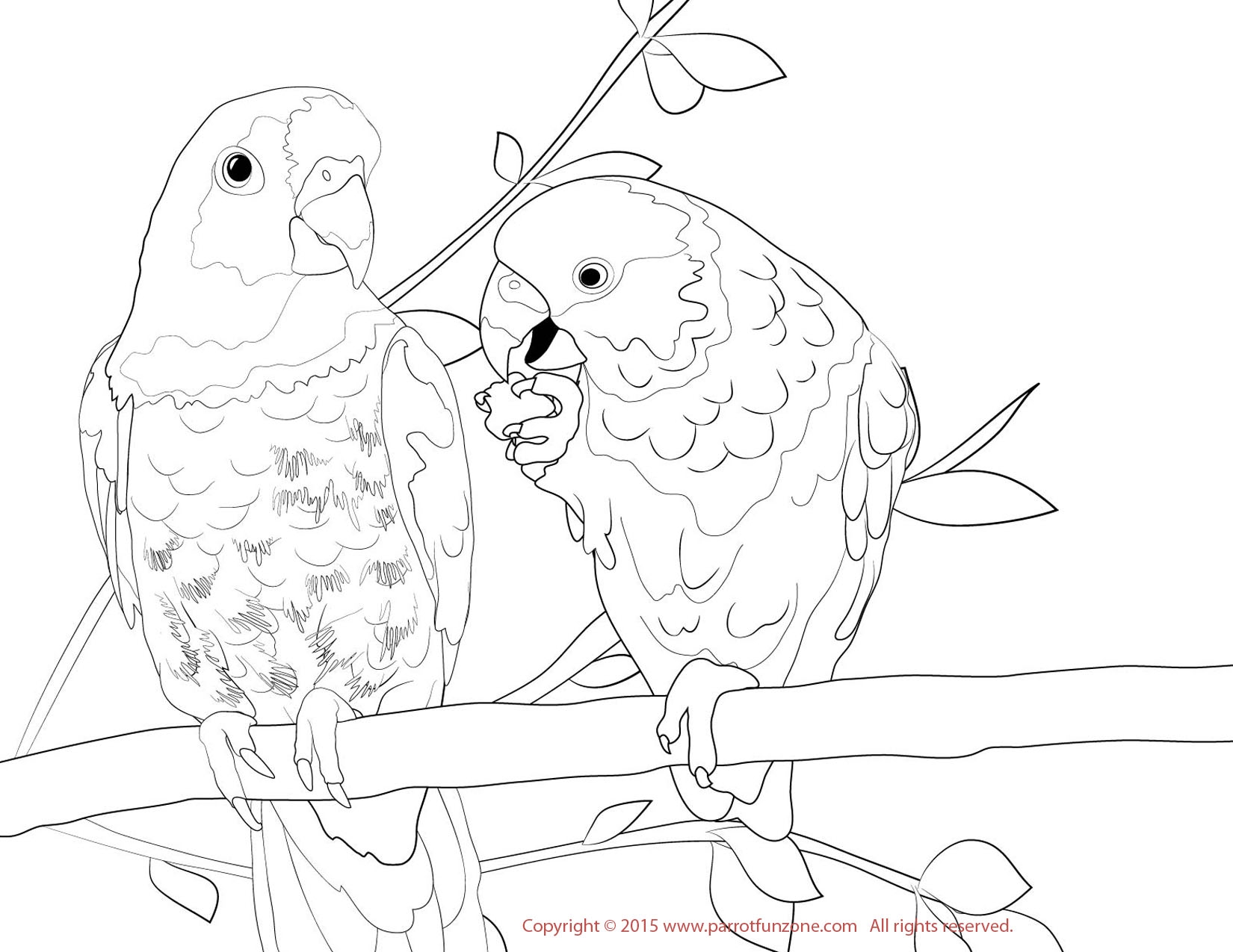 1650x1275 Parakeet Coloring Pages