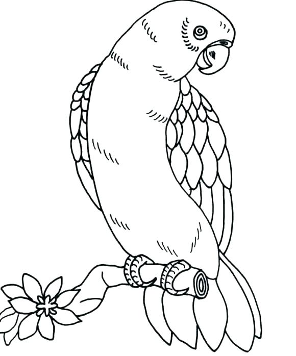 580x698 Parakeet Coloring Pages Parakeet Colouring Pages