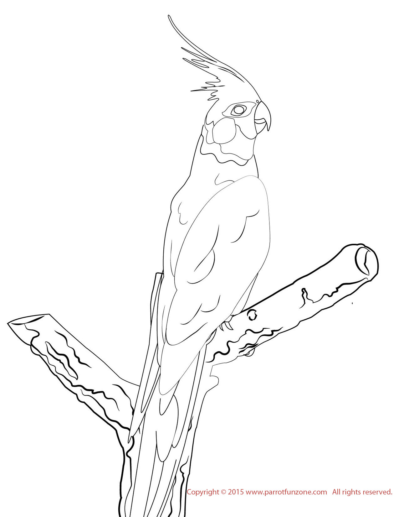 1275x1650 Cockatiel