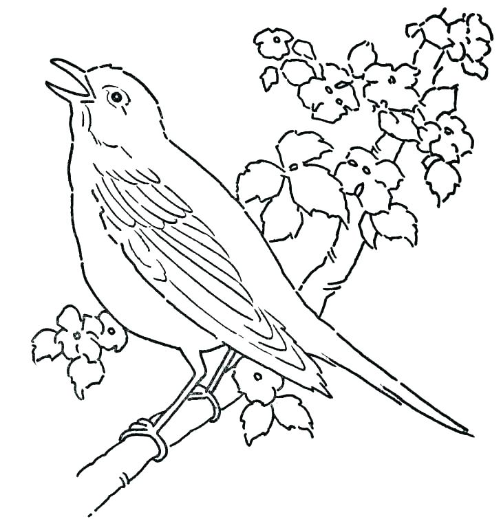 728x755 Coloring Page Of Birds