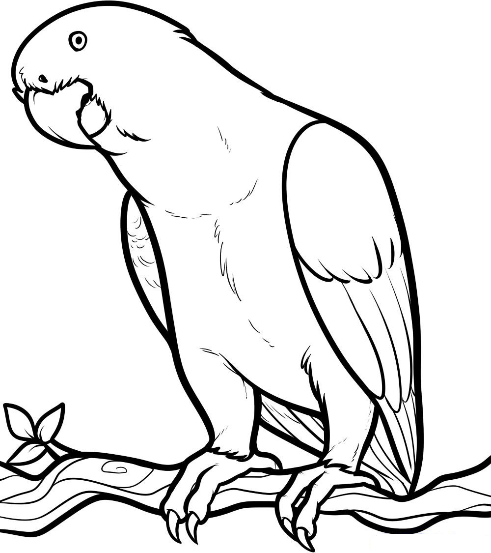 1000x1125 Parrot Coloring Pages