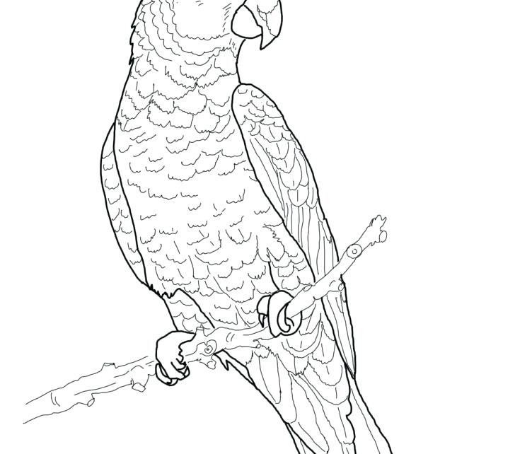 728x642 Parrot Coloring Pages Parrot Coloring Pages Parrot Coloring Sheets
