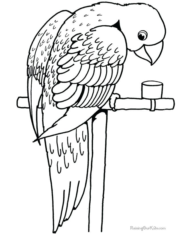 670x820 Parrot Coloring Sheet Parrot Coloring Pages Beautiful Cute Bird
