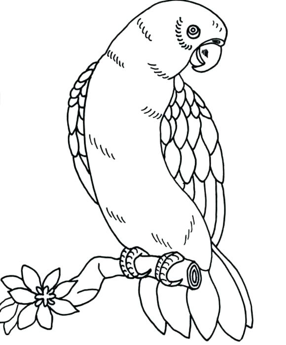 580x698 Baby Parrot Coloring Pages Coloring Pages Birds Amazing Animal