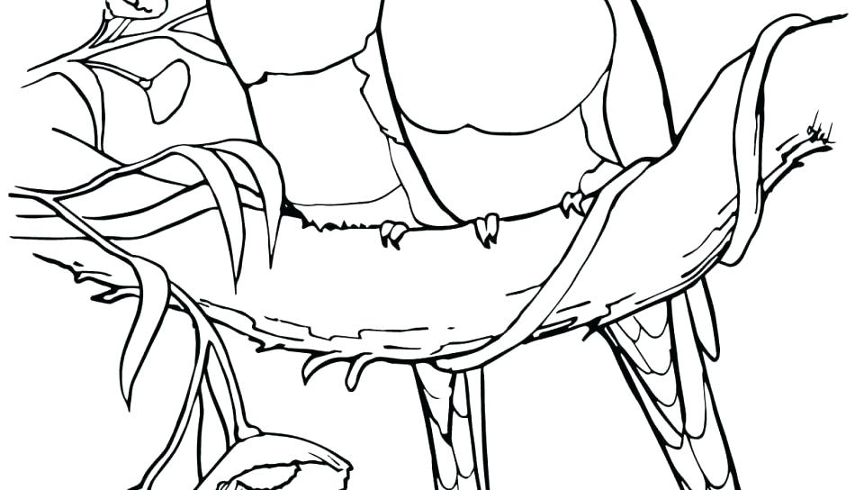960x544 Parrots Coloring Pages Parrot Coloring Pages Parrot Coloring Pages