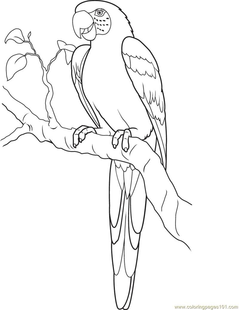 800x1036 Pagesparrots