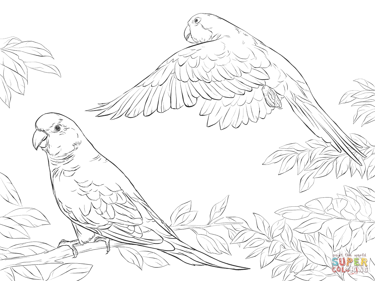 1200x900 Best Of Two Quaker Parrots Coloring Page Supercoloring Free