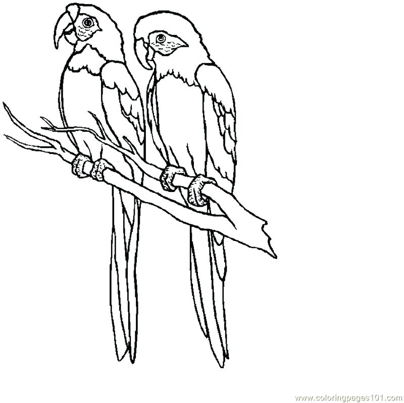 800x798 Mesmerizing Macaw Coloring Page In Line Drawings With Wit Murs